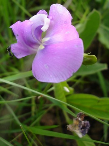 Vigna vexillata twisted white keel